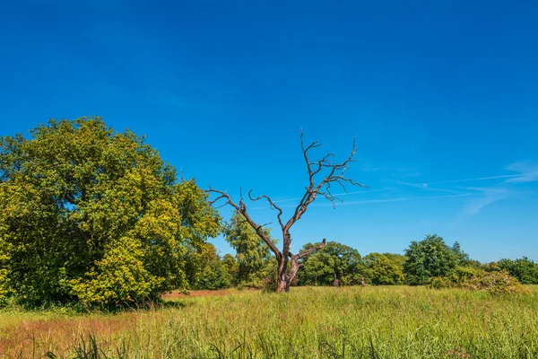 Eenzame boom en zoals savanne landschap, prachtige natuur in Germa — Stockfoto