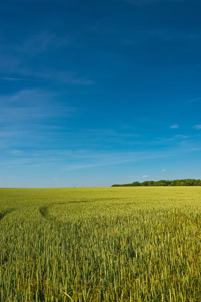 Atardecer dorado de verano en el campo de la granja, hermosa naturaleza, Alemania — Foto de Stock
