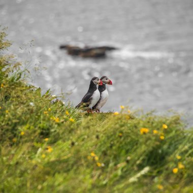 İzlanda, uzak Adaları, iki İzlanda puffins yaz, 2015