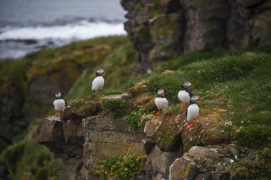 İzlanda, uzak Adaları, İzlanda puffins yaz, 2015