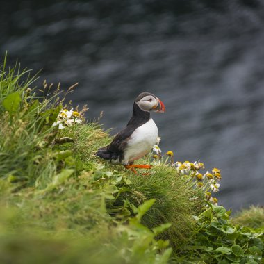 Uzak Adaları, İzlanda, yaz, 2015, İzlanda puffins