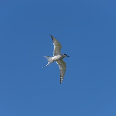 Tek martı, İzlanda, mavi gökyüzüne uçan yaz, 2015