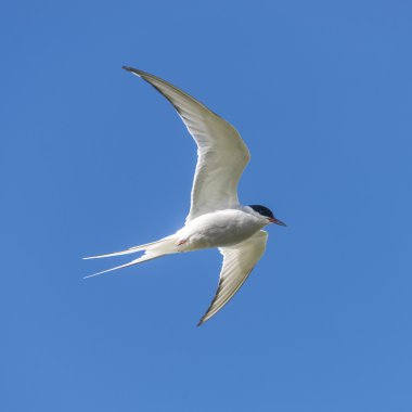 Tek martı, İzlanda, mavi gökyüzüne uçan yaz, 2015