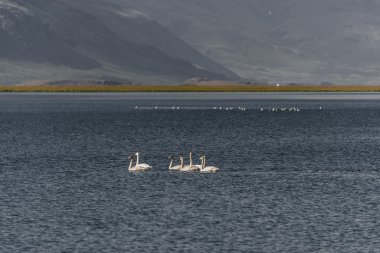 İzlanda ötücü kuğu aile akşam, İzlanda, summe gölde