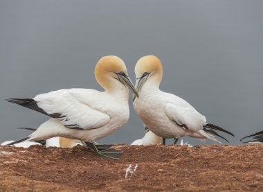 Adanın Helgoland, Almanya, vahşi geçirme gannets davranışını,