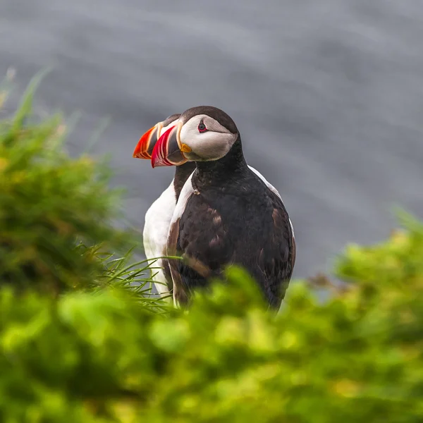 Puffins islandesi in isole remote in Islanda, estate 2015 — Foto Stock