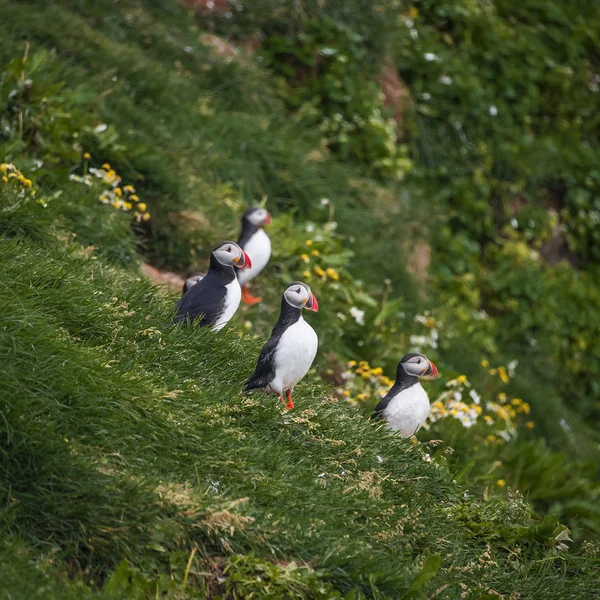 Isländska lunnefåglar på avlägsna öar på Island, sommar, 2015 — Stockfoto