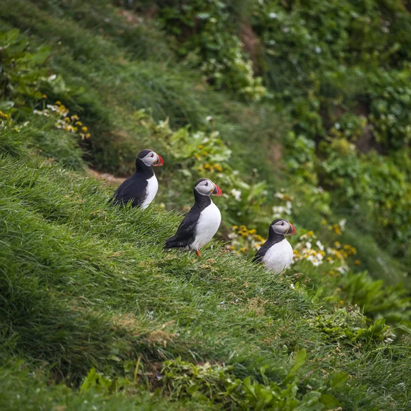 IJslandse papegaaiduikers op afgelegen eilanden, IJsland, zomer, 2015 — Stockfoto