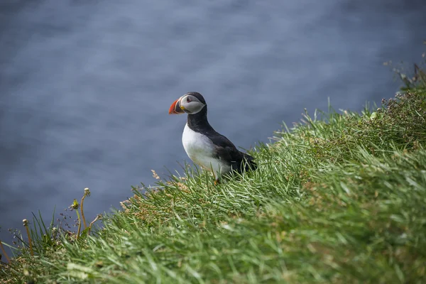 Ісландський puffins на віддалених островах, Ісландія, літо, 2015 — стокове фото