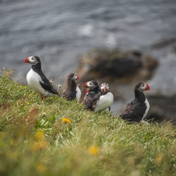 IJslandse papegaaiduikers op afgelegen eilanden, IJsland, zomer, 2015 — Stockfoto