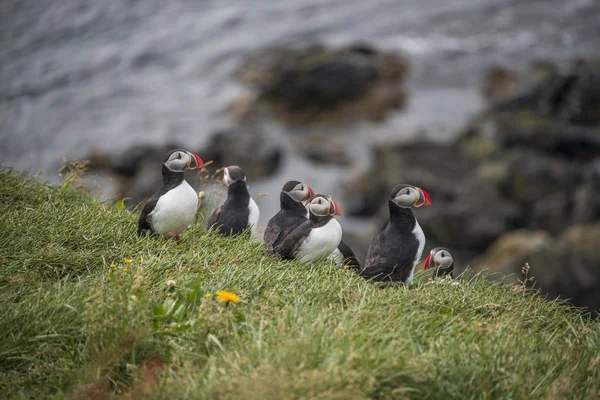 IJslandse papegaaiduikers op afgelegen eilanden, IJsland, zomer, 2015 — Stockfoto