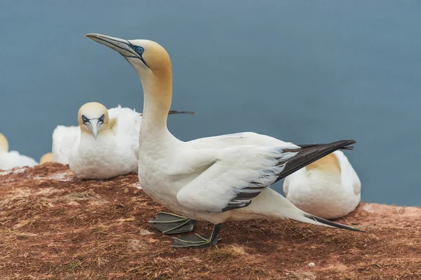 Η συμπεριφορά των αγρίων αποδημητικών gannets στο νησί Helgoland, Γερμανία, — Φωτογραφία Αρχείου