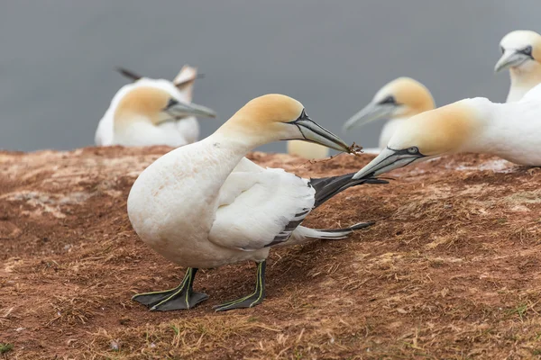 Verhalten wild wandernder Basstölpel auf Helgoland, Deutschland, — Stockfoto