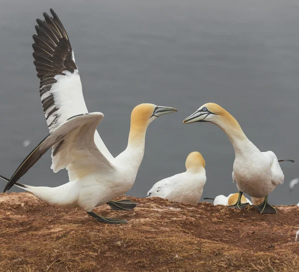 Comportamiento de los alcatraces migratorios salvajes en la isla Helgoland, Alemania , —  Fotos de Stock