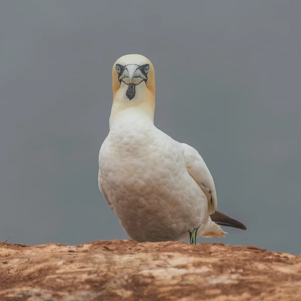 Beteendet hos vilda migrerar havssulor på ön Helgoland, Germany, — Stockfoto