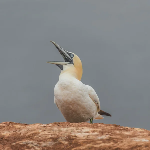 Comportamento de redes migratórias selvagens na ilha Helgoland, Alemanha , — Fotografia de Stock