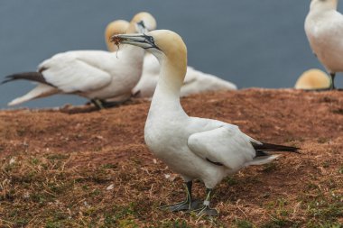 Adanın Helgoland, Almanya, vahşi geçirme gannets davranışını,