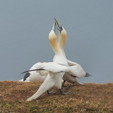 Adanın Helgoland, Almanya, vahşi geçirme gannets davranışını,