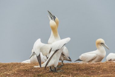 Adanın Helgoland, Almanya, vahşi geçirme gannets davranışını,