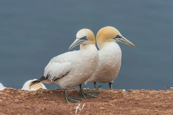 Verhalten wild wandernder Basstölpel auf Helgoland, Deutschland, — Stockfoto