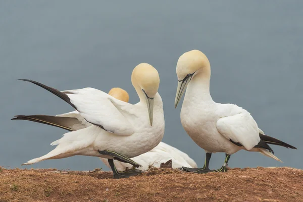 Verhalten wild wandernder Basstölpel auf Helgoland, Deutschland, — Stockfoto