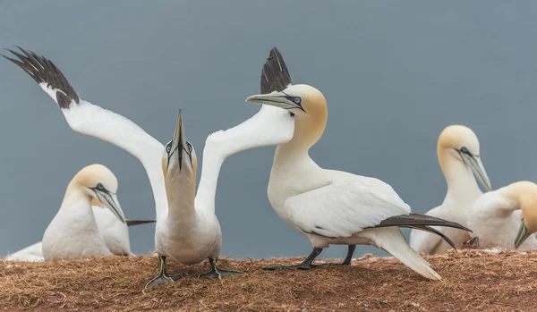 Η συμπεριφορά των αγρίων αποδημητικών gannets στο νησί Helgoland, Γερμανία, — Φωτογραφία Αρχείου