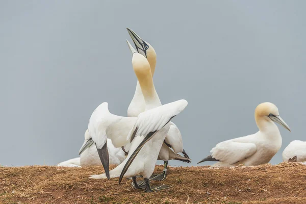 Behavior of wild migrating gannets at island Helgoland, Germany, — Stock Photo, Image