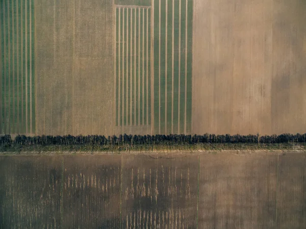 Aerial View Harvest Fields Top View — Stock Photo, Image