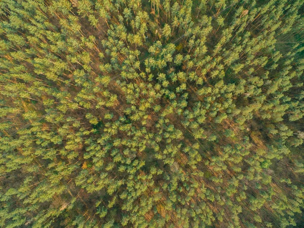 Schönes Panoramabild Über Die Wipfel Des Kiefernwaldes Luftaufnahme Von Oben — Stockfoto