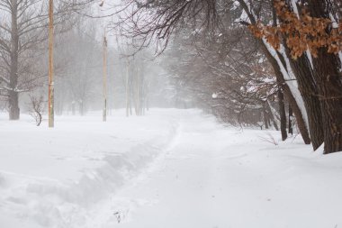 Ormanda kar izi. Şiddetli kar yağışıweather condition.