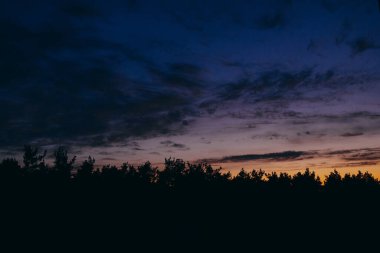 Ormanın üzerinde şafak vakti.