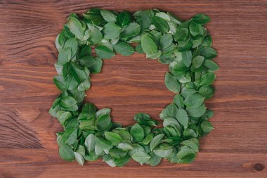 Koyu ahşap arka planda yeşil taze yapraklardan yapılmış kare çerçeve. Düz yatıyordu. Doğa konsepti. Üst görünüm.