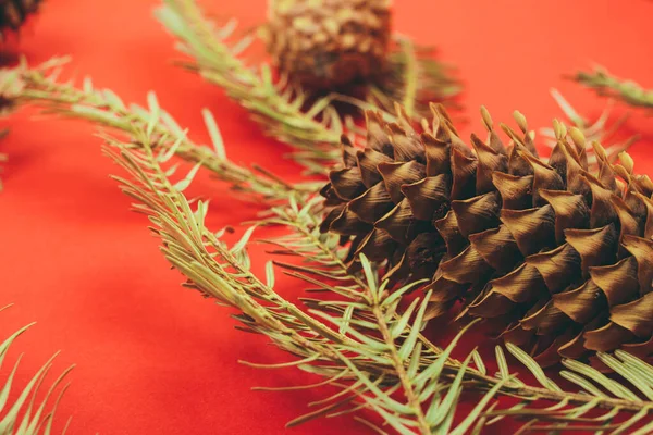 Pine Cones Fir Tree Branch Red Background — Stock Photo, Image