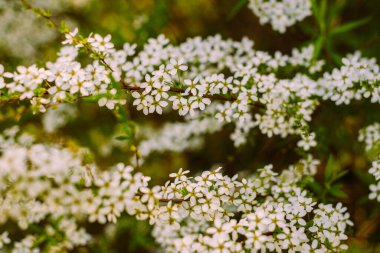 Bahçede çiçekler. Güzel beyaz çiçekler. Çiçekli beyaz spirea çiçekleri. Bahçe çiçeklerinin yakın çekimi, spiraea çiçeği. Spiraea çiçeği arkaplanı. Makro çekim.