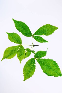 Beyaz arka planda yaprak kestanesi. Yeşil yapraklar beyaz üzerine izole edilmiş. At kestanesi dalı. Üst görünüm.