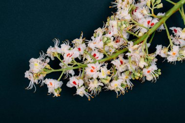 Koyu arkaplanda at kestanesi çiçekleri. 