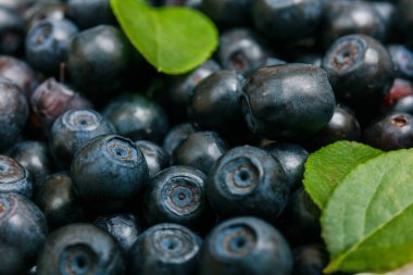 Bir sürü yeşil yapraklı taze yaban mersini. Yakın plan. Makro.