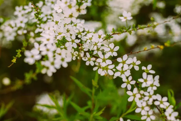 Virágok Kertben Gyönyörű Fehér Virágok Spirea Virágzó Fehér Virágai Közelkép — Stock Fotó