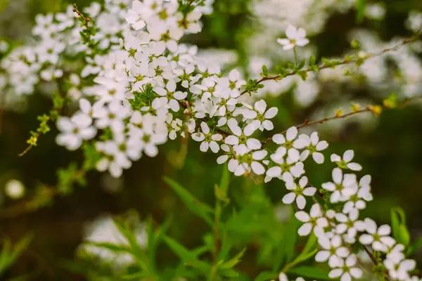 Flores Jardim Lindas Flores Brancas Flores Brancas Florescentes Spirea Close — Fotografia de Stock