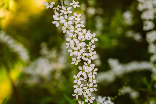 Flores Jardim Lindas Flores Brancas Flores Brancas Florescentes Spirea Close — Fotografia de Stock