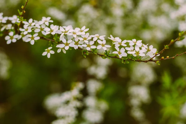 Квіти Саду Прекрасні Білі Квіти Квітучі Білі Квіти Спіреї Крупним — стокове фото