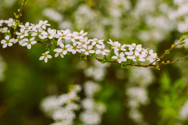 Virágok Kertben Gyönyörű Fehér Virágok Spirea Virágzó Fehér Virágai Közelkép — Stock Fotó