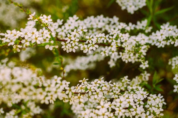 Květiny Zahradě Krásné Bílé Květiny Kvetoucí Bílé Květy Spirey Detailní — Stock fotografie