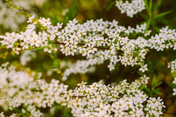 Květiny Zahradě Krásné Bílé Květiny Kvetoucí Bílé Květy Spirey Detailní — Stock fotografie