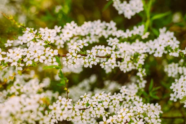 Flowers Garden Beautiful White Flowers Blooming White Flowers Spirea Close — Stock Photo, Image