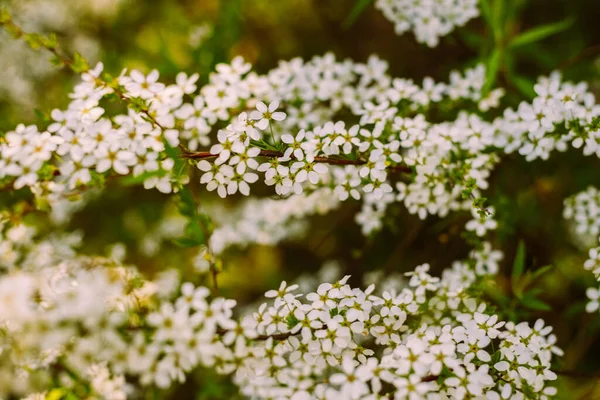 Květiny Zahradě Krásné Bílé Květiny Kvetoucí Bílé Květy Spirey Detailní — Stock fotografie