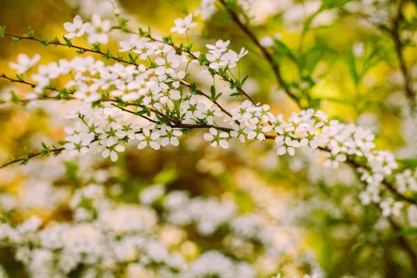 Квіти Саду Прекрасні Білі Квіти Квітучі Білі Квіти Спіреї Крупним — стокове фото