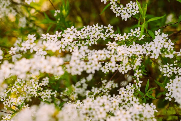 Цветы Саду Красивые Белые Цветы Цветущие Белые Цветы Спиреи Крупный — стоковое фото