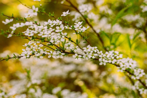 Flowers in the garden. Beautiful white flowers. Blooming white flowers of spirea. Close-up of garden bush flowers- spiraea flower. Spiraea flower background. Macro shot.