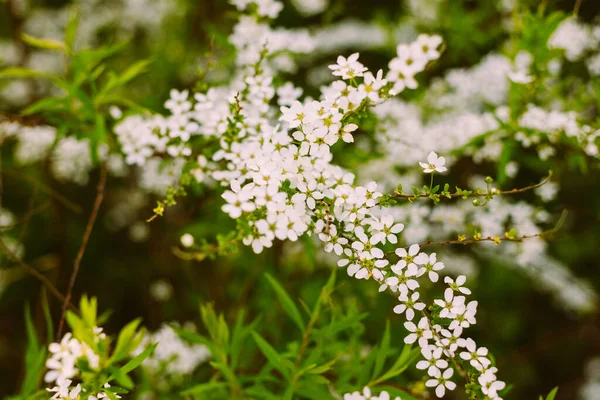 Flowers in the garden. Beautiful white flowers. Blooming white flowers of spirea. Close-up of garden bush flowers- spiraea flower. Spiraea flower background. Macro shot.